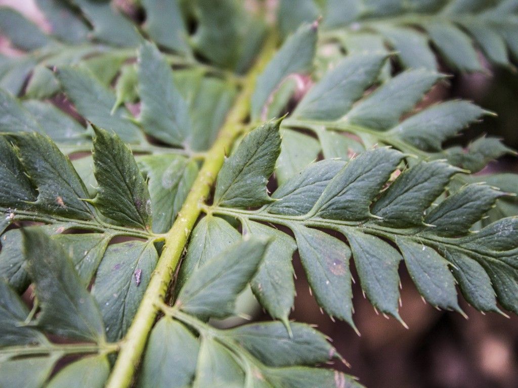 Polystichum aculeatum